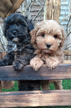 Havapoo Havaneser Toypudel  Bild 3