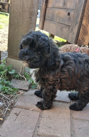 Havapoo Havaneser Toypudel  Bild 4