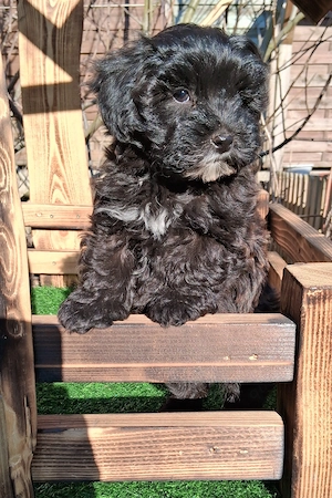 Havapoo Havaneser Toypudel  Bild 2