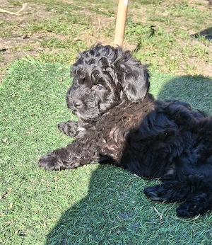 Havapoo Havaneser Toypudel  Bild 6