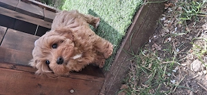 Havapoo Havaneser Toypudel 