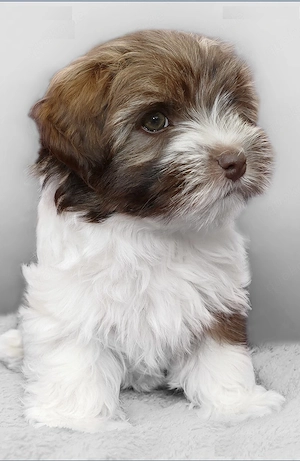 Sweet Bolonka Zwetna Welpen Rüde und Hündin mit Ahnentafel sucht ein liebevolles Zuhause