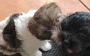 Bolonka Zwetna Welpen Bolonka Zwetna 