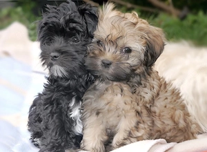 Beautiful Reinrassige Bolonka Zwetna Welpen mit Papieren 