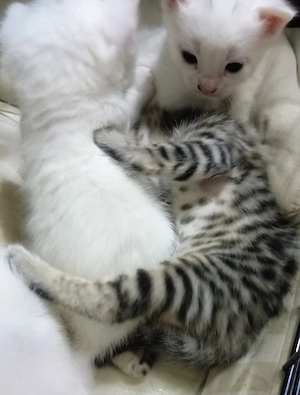 Bengal Türkische Angora Kitten , Katzen Babys 