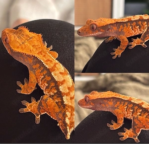 1.0 Kronengecko 
