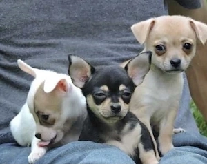 Chihuahua Welpen 