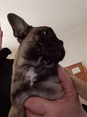 Französischer Bulldoggen Welpen (Rüde)