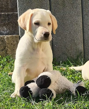Labrador Welpen die Koffer sind gepackt sie sind reinrassig, mit Ahnentafel