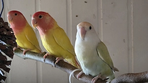 5 Unzertrennliche Agarporniden abzugeben