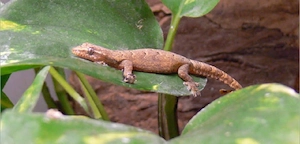 Suche Jungferngeckos