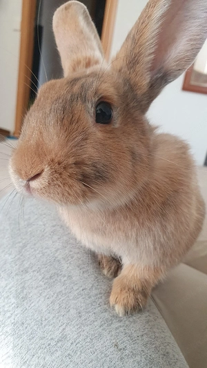 2 Hasendamen suchen ein neues zu hause 