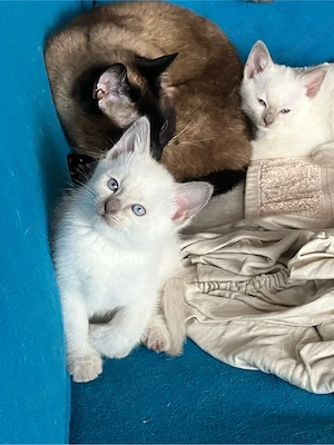 Wonderschöne Siam Kitten