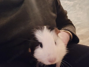 Meerschweinchen männlich  Bild 2