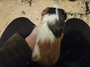 Meerschweinchen männlich  Bild 4