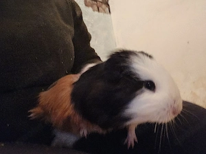 Meerschweinchen männlich  Bild 3