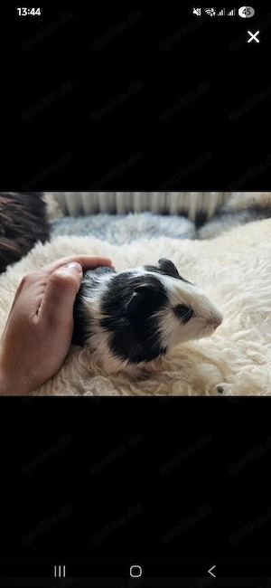 Meerschweinchen männlich 