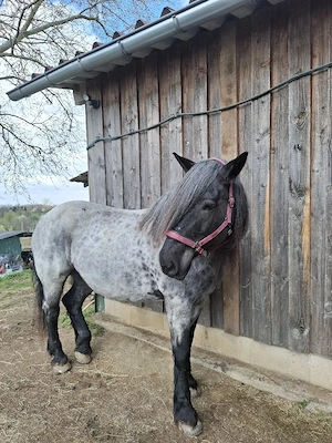 Reitbeteiligung auf Noriker (Pferd sucht Reiter)