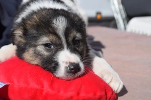 Zuhause gesucht für Perla