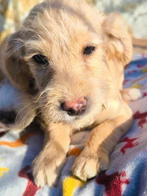 Kleiner Hundebub Riko 