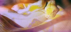 Netzpython (1,0 3m+)