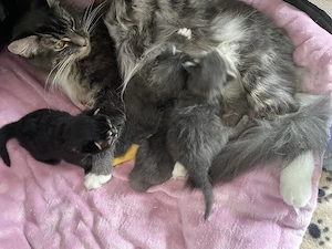 Reinrassige Maine-Coon-Kätzchen, geimpft und gechippt