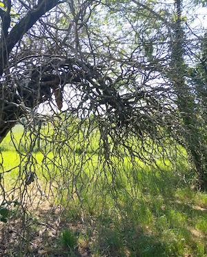 Suchen ruhige Wohnung für 2 50+ Personen 