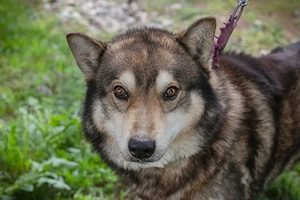 *AMBRO* Ich bin sehr lieb und menschenbezogen, muss aber noch das Laufen an der Leine richtig lernen