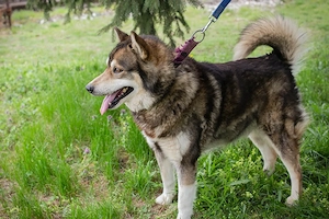 *AMBRO* - ein bereits schon etwas älterer Herr, der lernen und spazieren gehen möchte