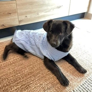 Kleiner Bruno sucht großes Glück 