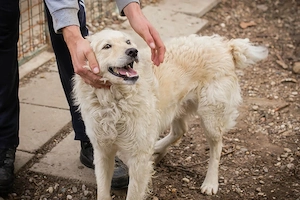 Chip 128917 - der Rüde verbringt seine Zeit gerne in der Nähe von Menschen 