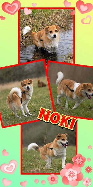 lieber, menschenbezogener, katzenverträglicher Rüde "Noki" sucht ein schönes Zuhause 