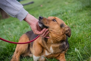 Chip 271673 - die Familie erhält einen freundliche Junghund