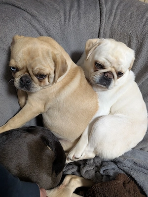 Noch ein süßes Retromops Mädchen 4 Monate alt zu vergeben.