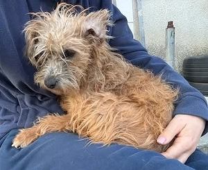 Curly   gerettet in letzter Minute