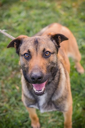 *JASPER* verhält sich aufmerksam und ist immer hell wach