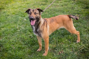 *JASPER* Er ist freundich und liebt die Menschennähe, aber er leidet im Tierheim unter Stress