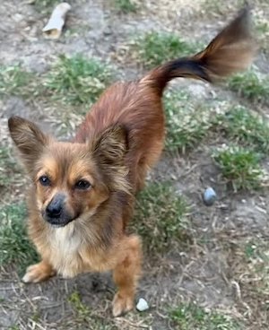 Little Foxy   entsorgt wie Müll und dennoch voller Lebensfreude