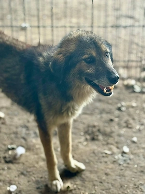 Wer hat ein Herz für Mortimer?