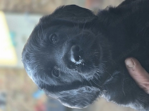 Wunderschöne Labradoodle in medium nur noch 1 Hündin