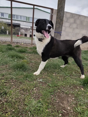 Junghündin *RINKA* hat sehr viel Temperament. Sie braucht Auslauf und Bewegung