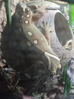 1.2 Correlophus saranisorum 