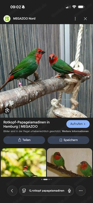 Rotkopf-papageiamadinen