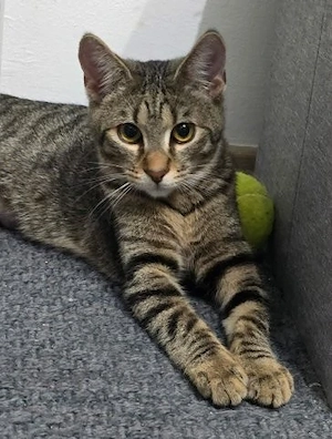 Leyla & Lore   zwei Schmusekätzchen suchen ein Zuhause