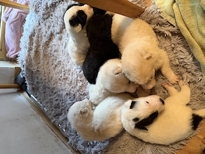 Hundewelpen ab Ende Mai zu verkaufen 