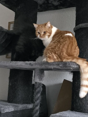 perser-Mix (männlich, 1 Jahr alt)