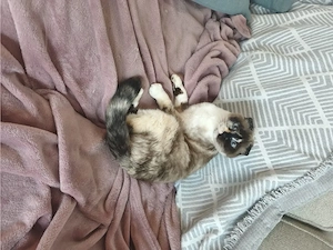 Schmusekatze in gute Hände abzugeben 