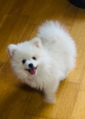 reinrassige Pomeranian  Zwergspitz Welpen  