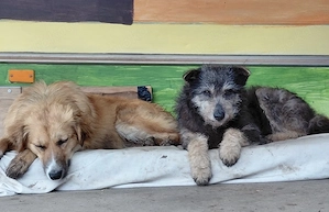 Arthur - sanft und freundlich