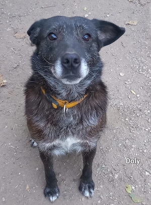 DOLY - fröhliche und rüstige ältere Dame Bild 3